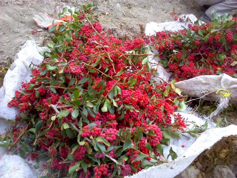عکس های زرشک