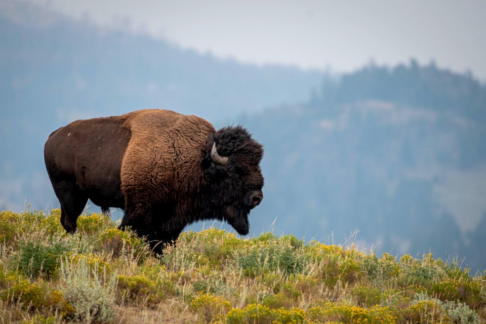 Bison