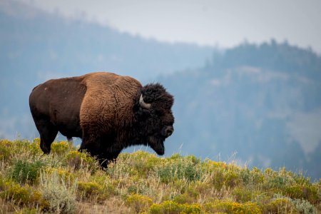 Bison