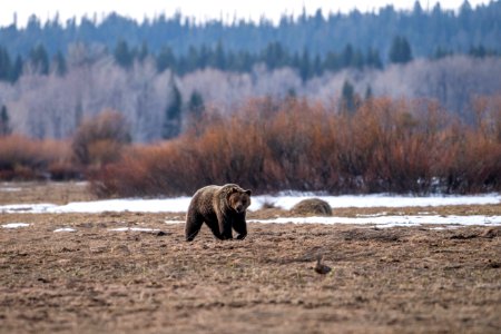 Grizzly Bear