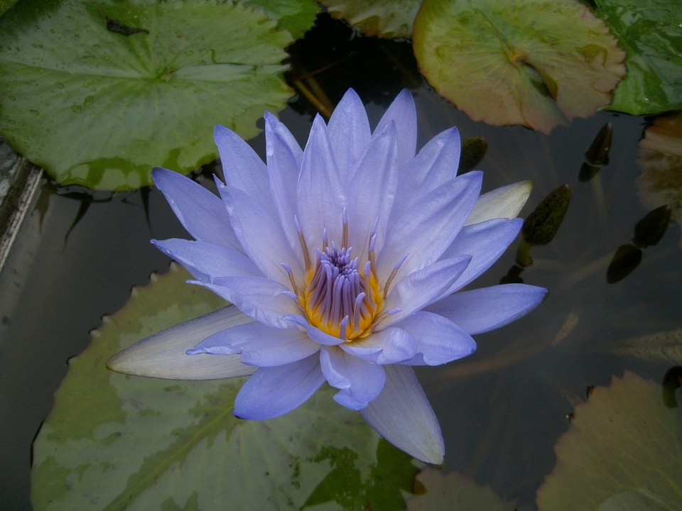 Purple water leaves
