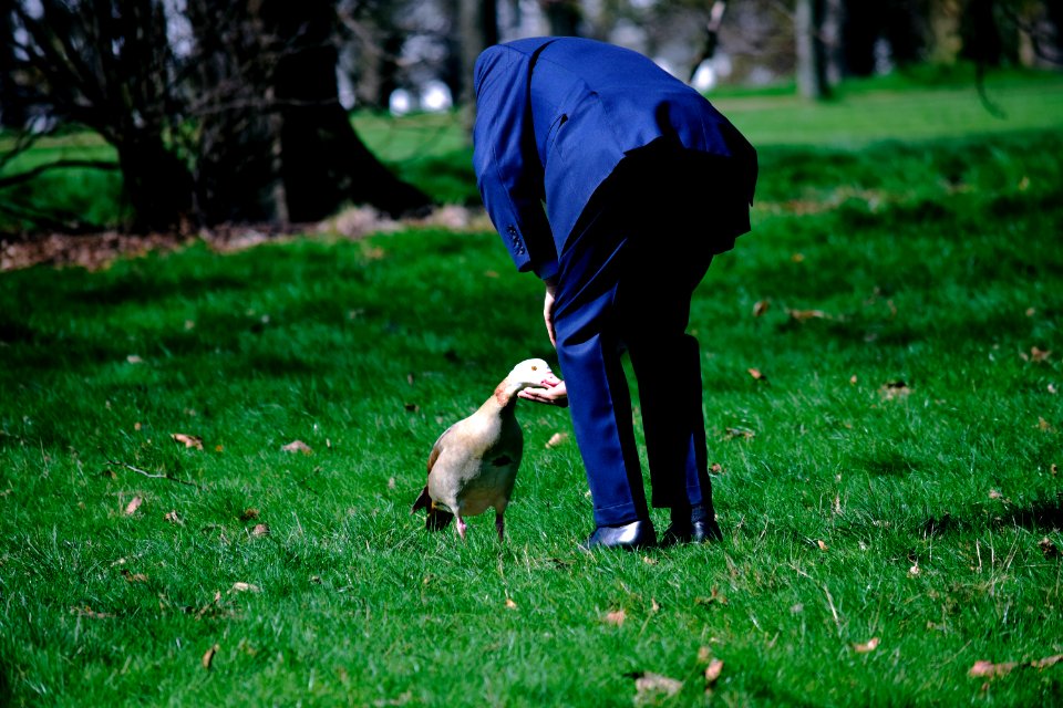 Feeding an Egyptian duck in Hyde Park