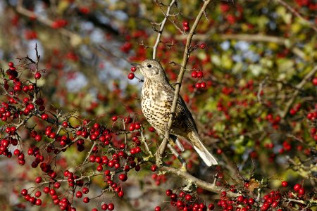 Mistle Thrush