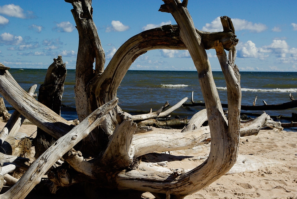 Driftwood dead tree branch