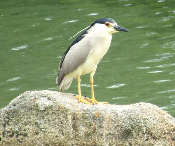 Night Heron photo