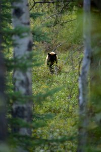 Black bear