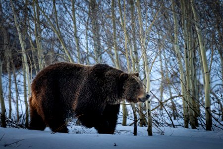 Grizzly Bear