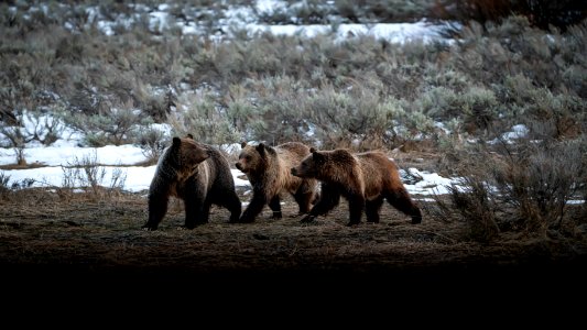 Grizzly Sow and cubs