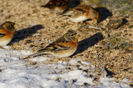 Brambling on the ground