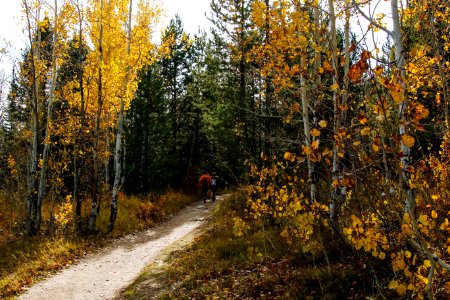 Taggart in Fall