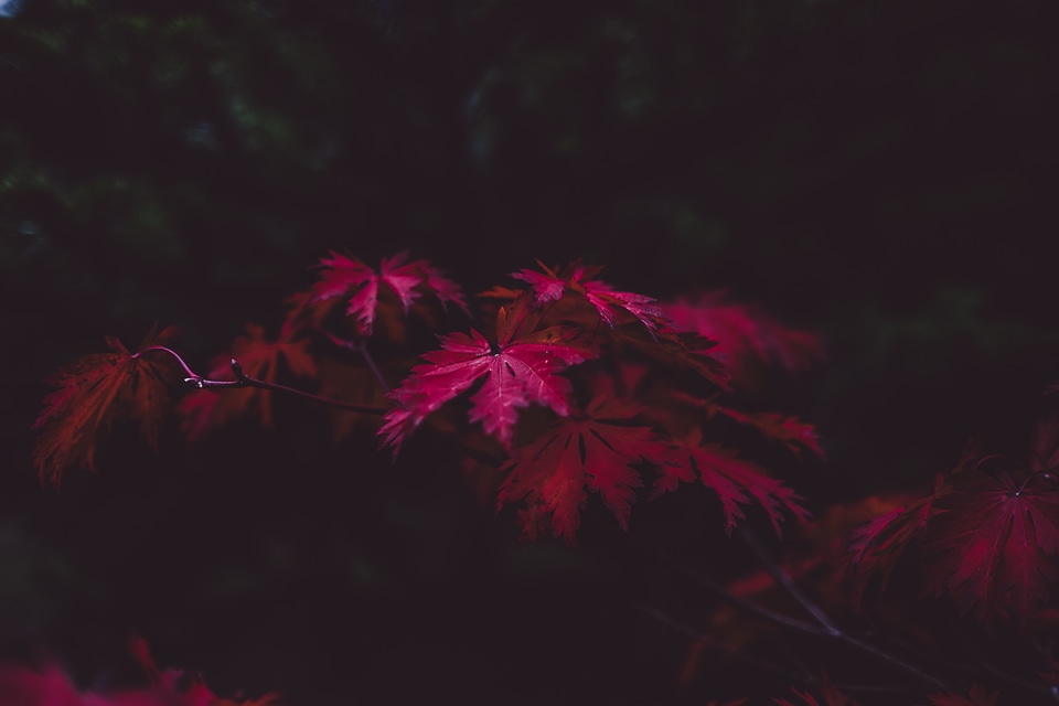 Fall season dark