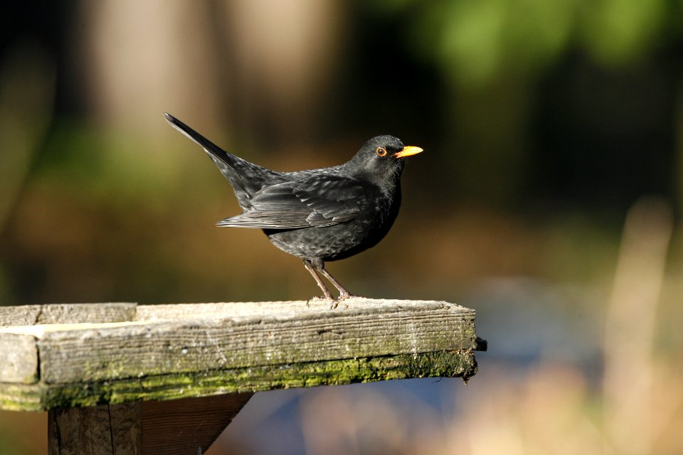 Blackbird catching the sun