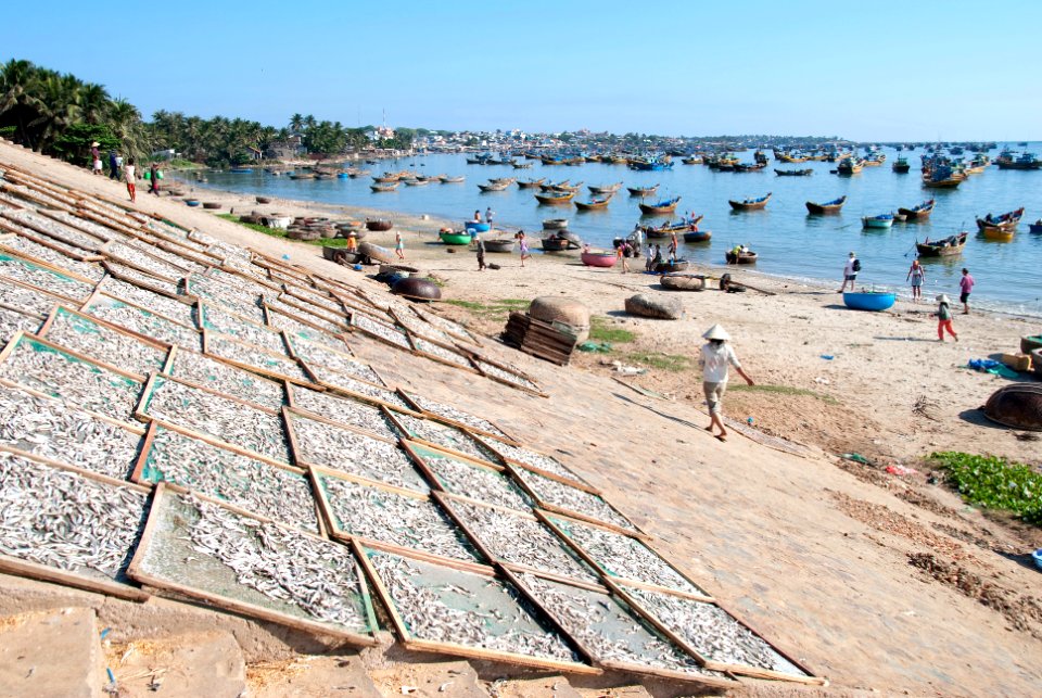 Fish drying in the Mekong Delta, Vietnam