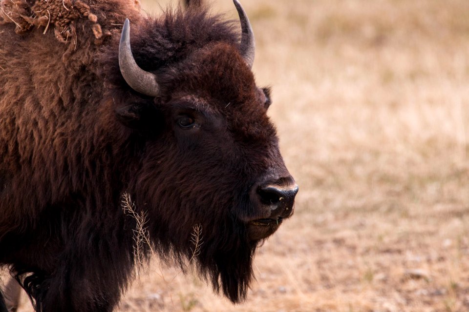 Bison
