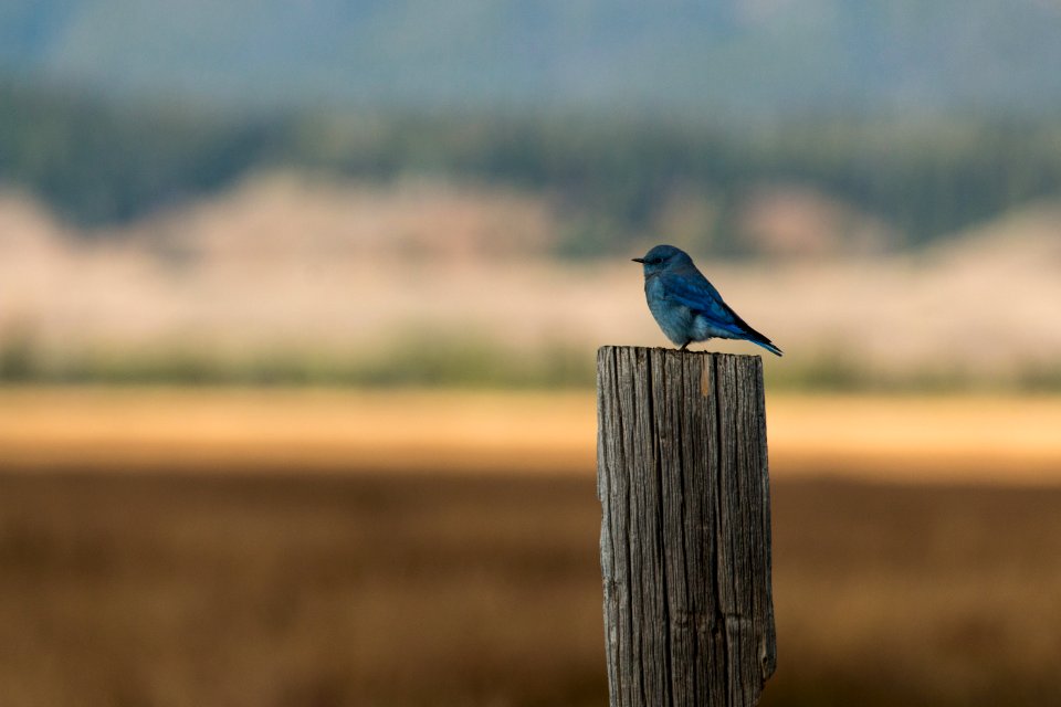 Mountain Bluebird