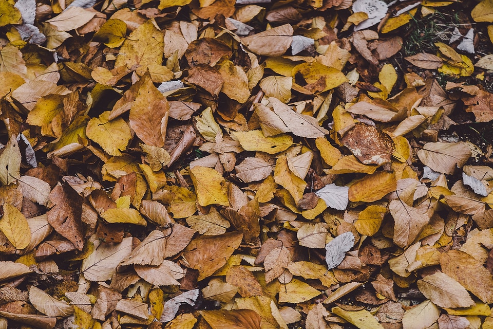 Leaf yellow background