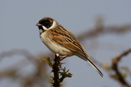 Reed Bunting