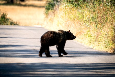 Grizzly on Moose-Wilson Road