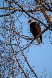 Bald Eagle photo