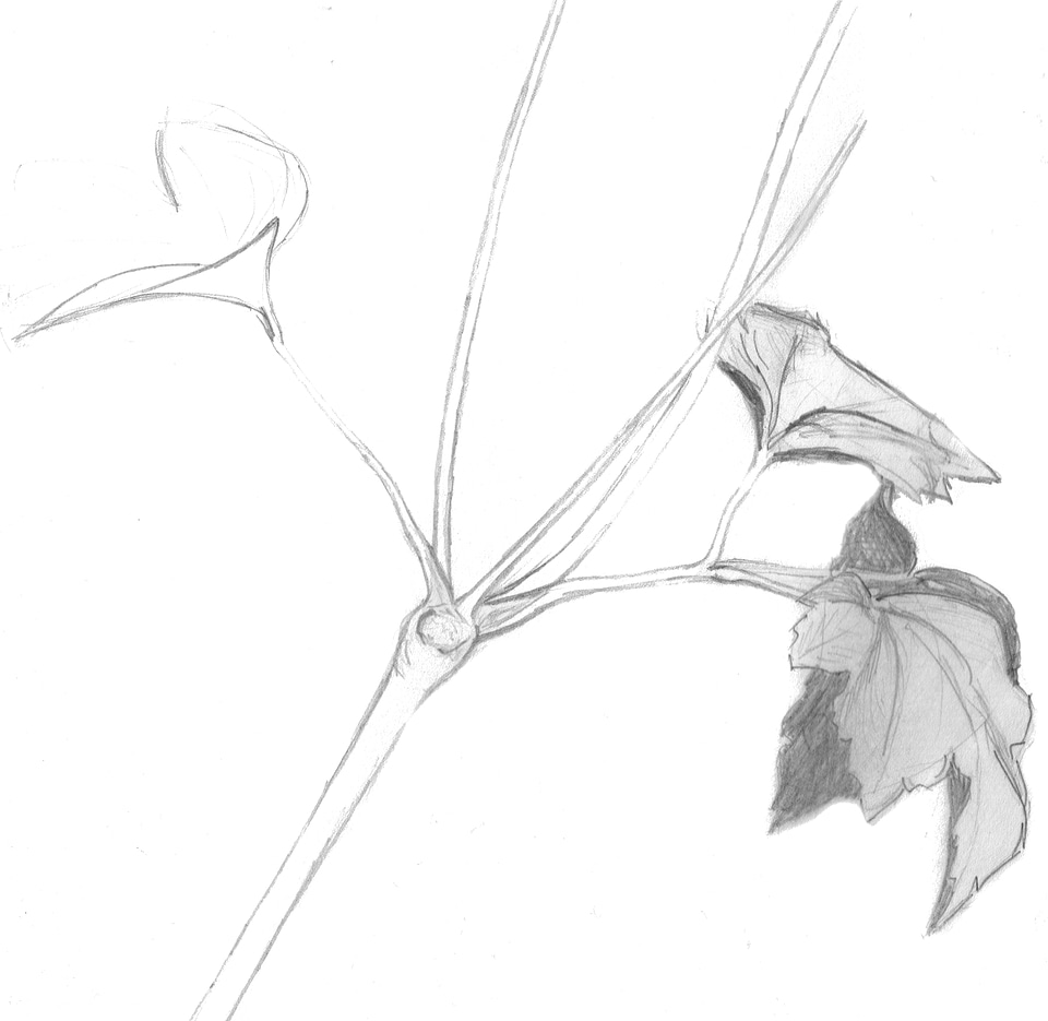 Nature sketch drawing