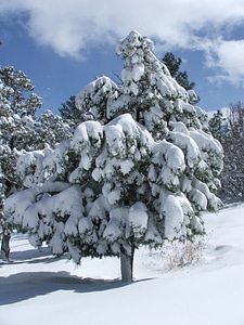 Winter pine nature photo