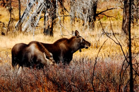 Moose