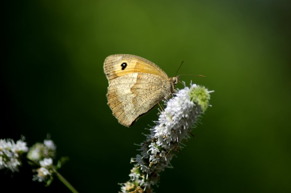 Small Heath (Coenonympha pamphilus - Fadet Commun)