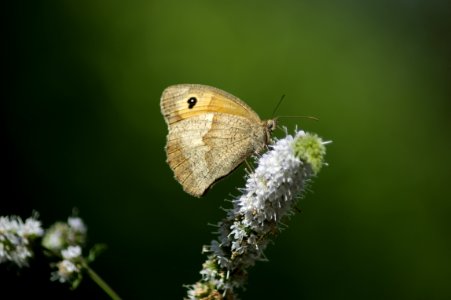 Small Heath (Coenonympha pamphilus - Fadet Commun)