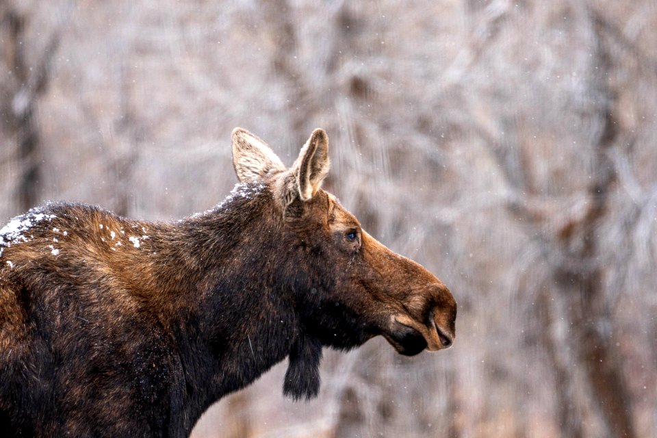 Cow moose