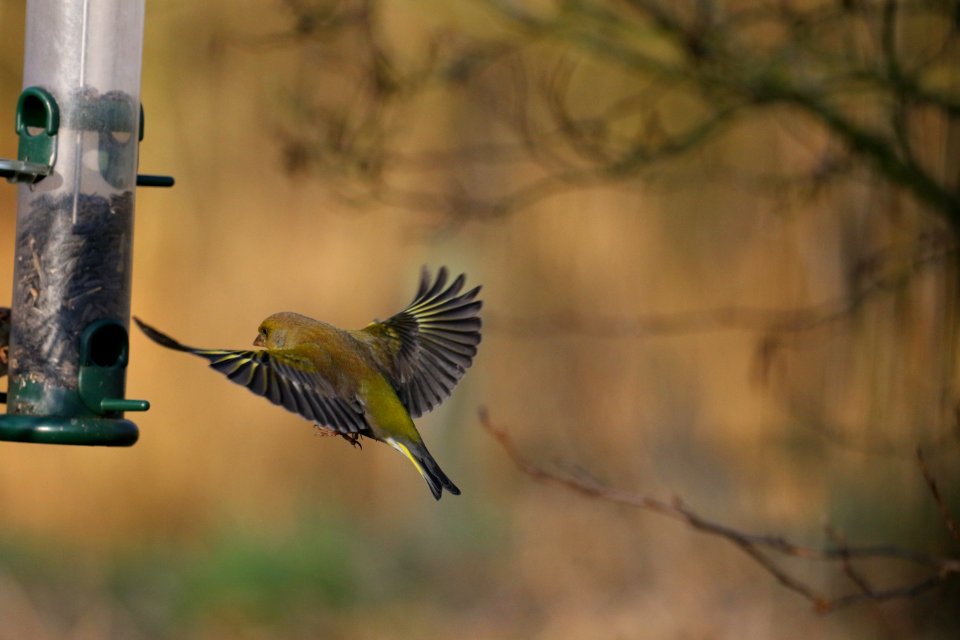 Greenfinch in flight