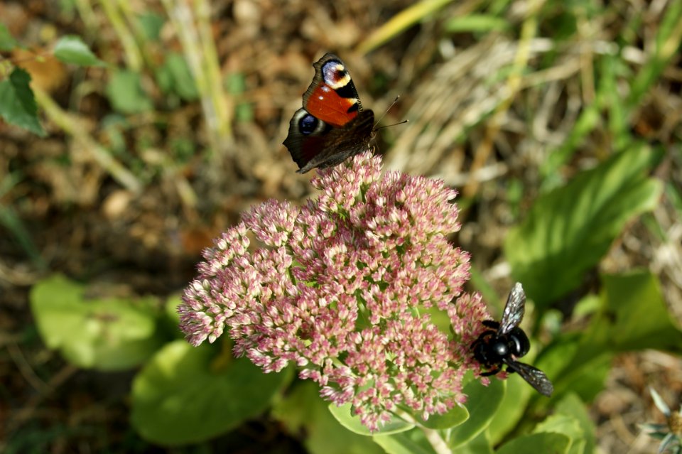 Peacock Butterfly and Carpenter (Black) Bee