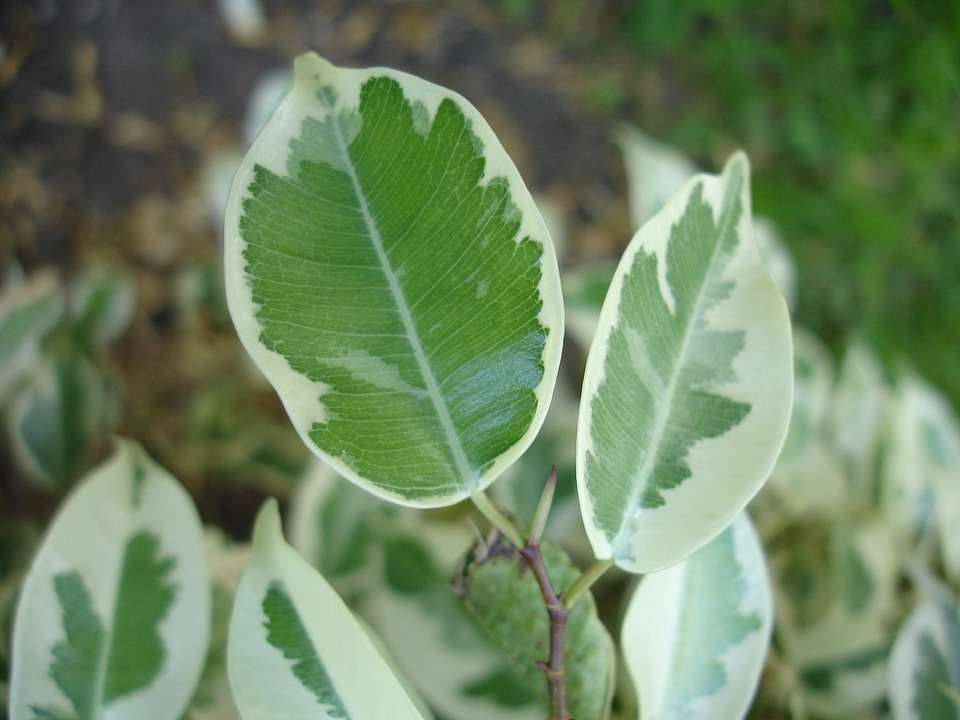 Plants nature plant