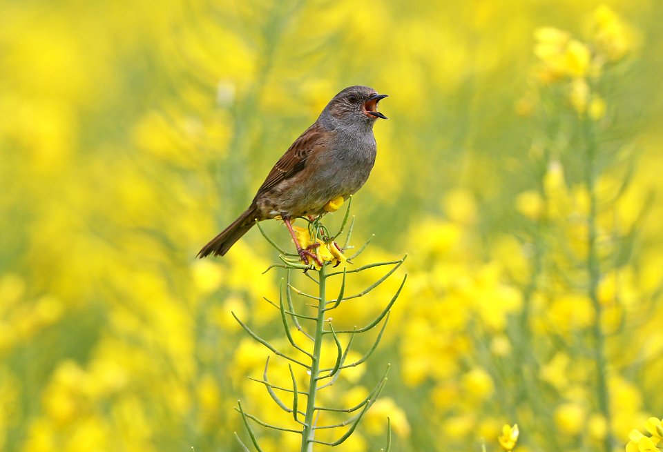 Dunnock atop a flower