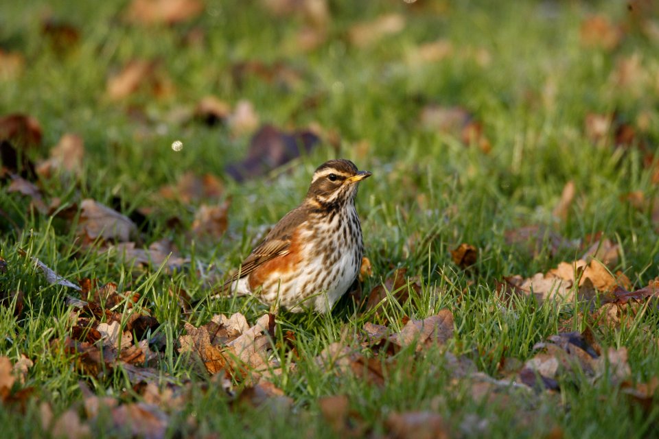 Redwing photo