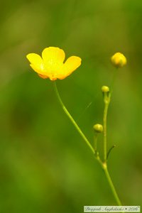 Flori sălbatice/ Des fleurs sauvages