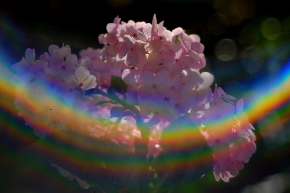 DSCF6629