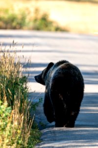 Grizzly on Moose-Wilson Road