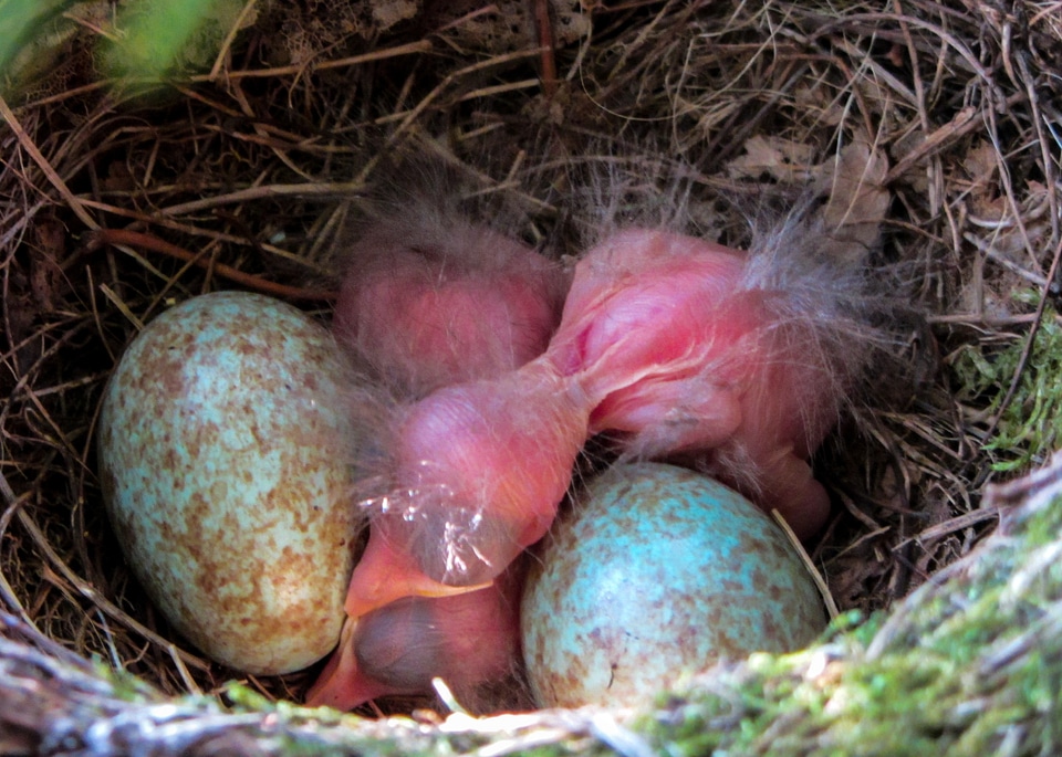 Nest bird young egg photo