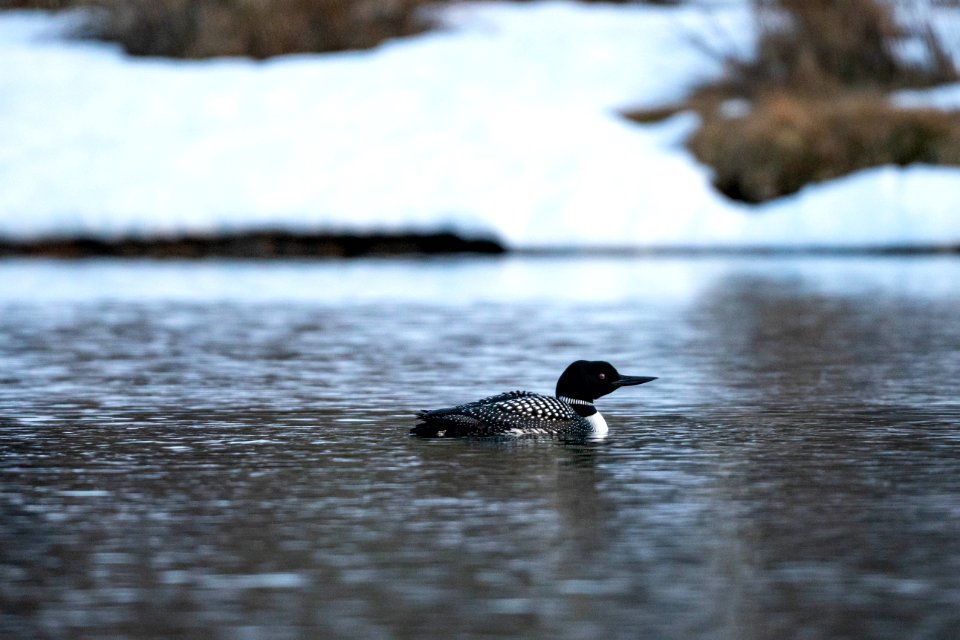 Loon