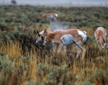 Pronghorn Shake