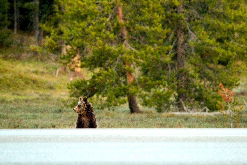 Grizzly Cub Looks to Cross Highway