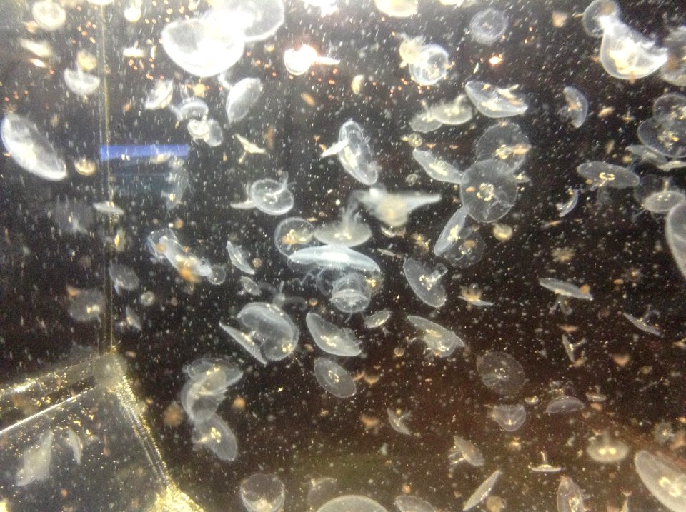 Jelly Fish