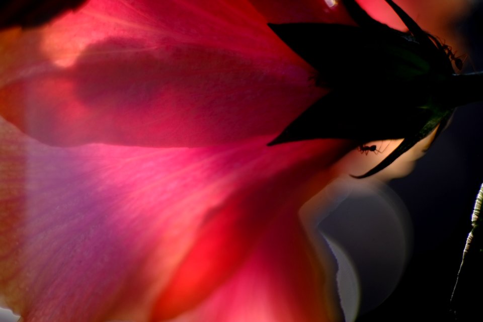 DSCF2055