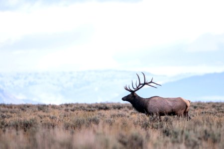 Bull Elk