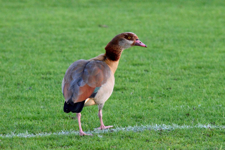 Egyptian Geese feeding on the football grounds in the UK