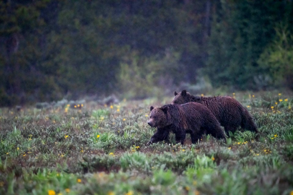 Grizzly Bears in the rain