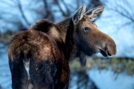 Moose Cow