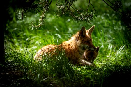 Red Fox and Kit
