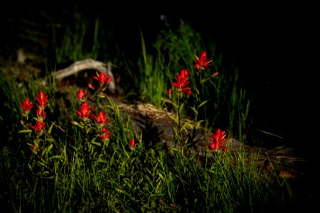 Indian Paintbrush
