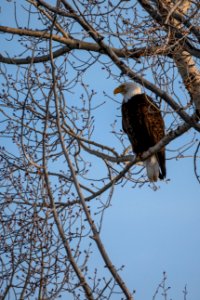 Bald Eagle photo